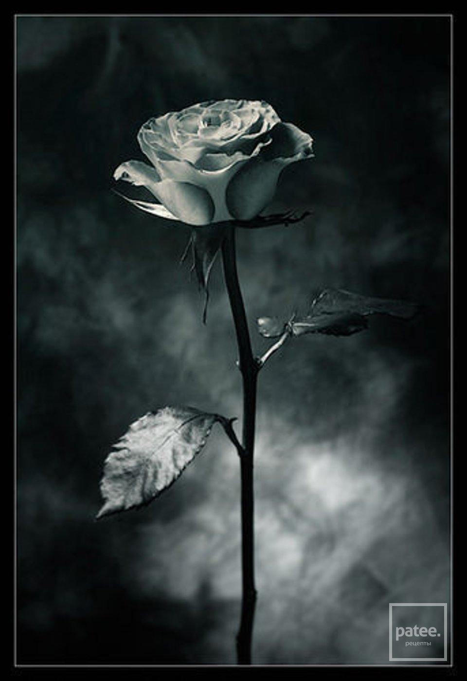 Черная роза грусть